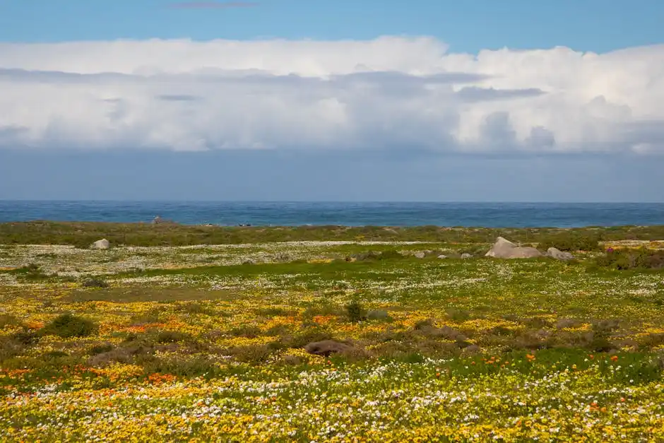 Sagra del Pesce a Marina di Pietrasanta